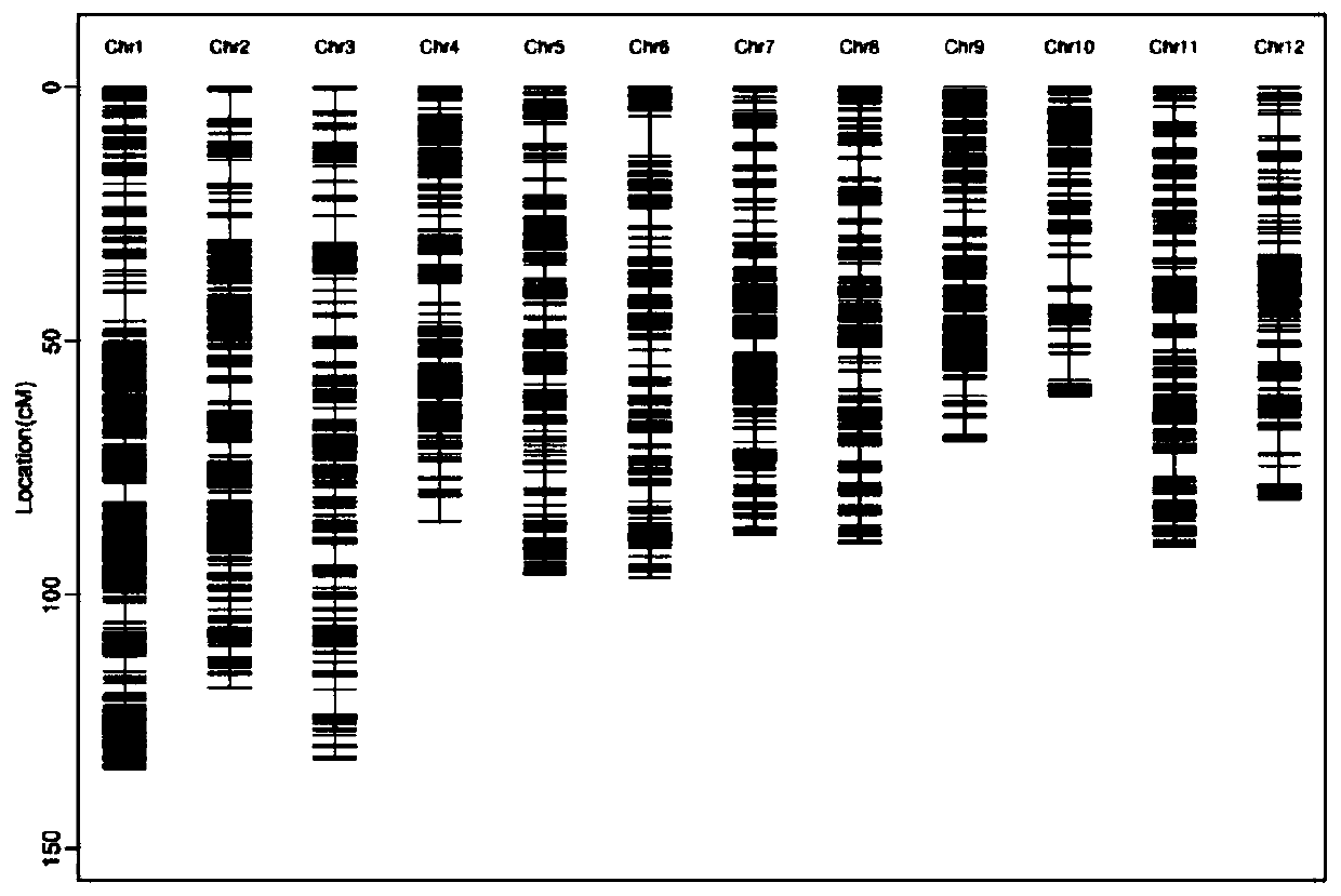 Rice salt-tolerant QTL, positioning method, molecular marker and application thereof