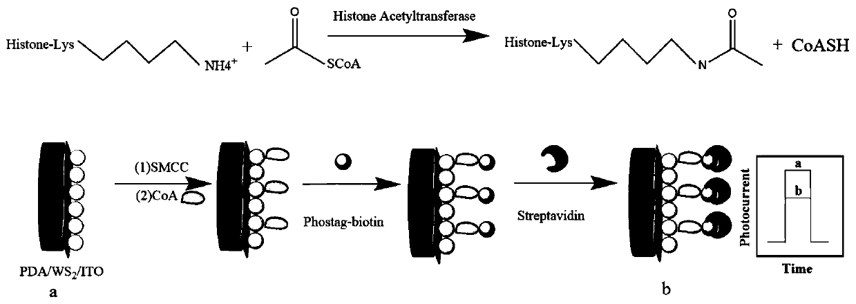 Photoelectrochemical biosensor for detecting histone acetyltransferase activity and preparation method thereof