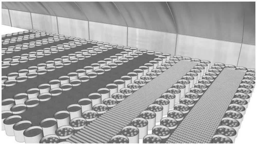 A method for harvesting Astragalus facility seedlings with coconut bran as substrate