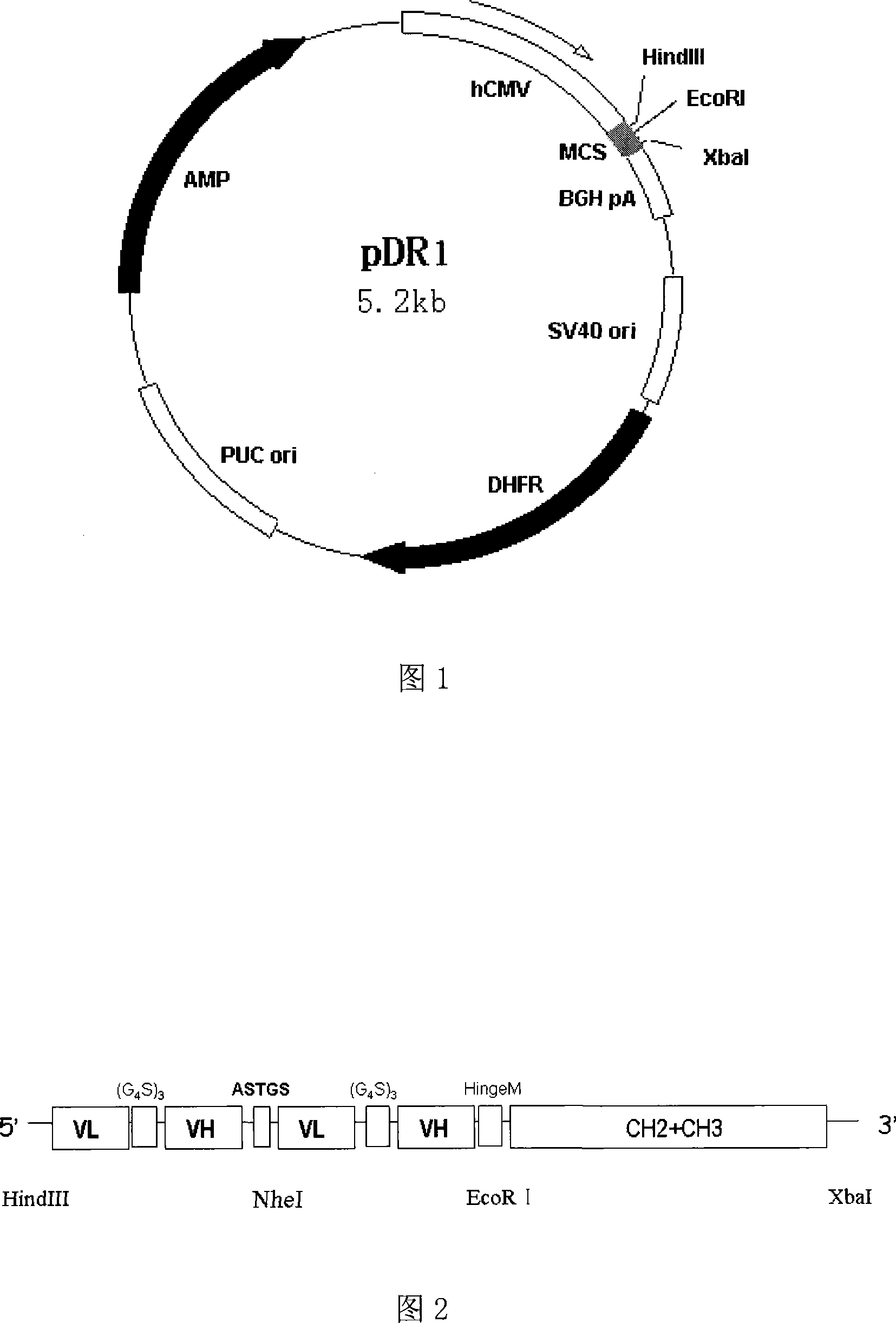 Anti CD20 tetravalent antibody, preparation method and uses thereof