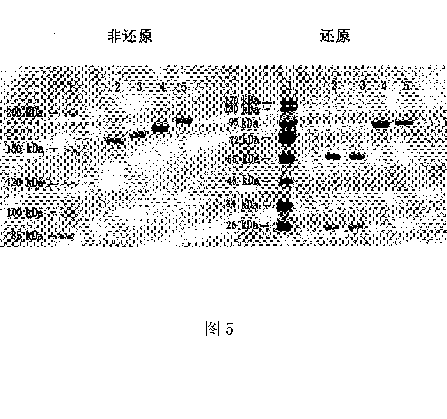 Anti CD20 tetravalent antibody, preparation method and uses thereof