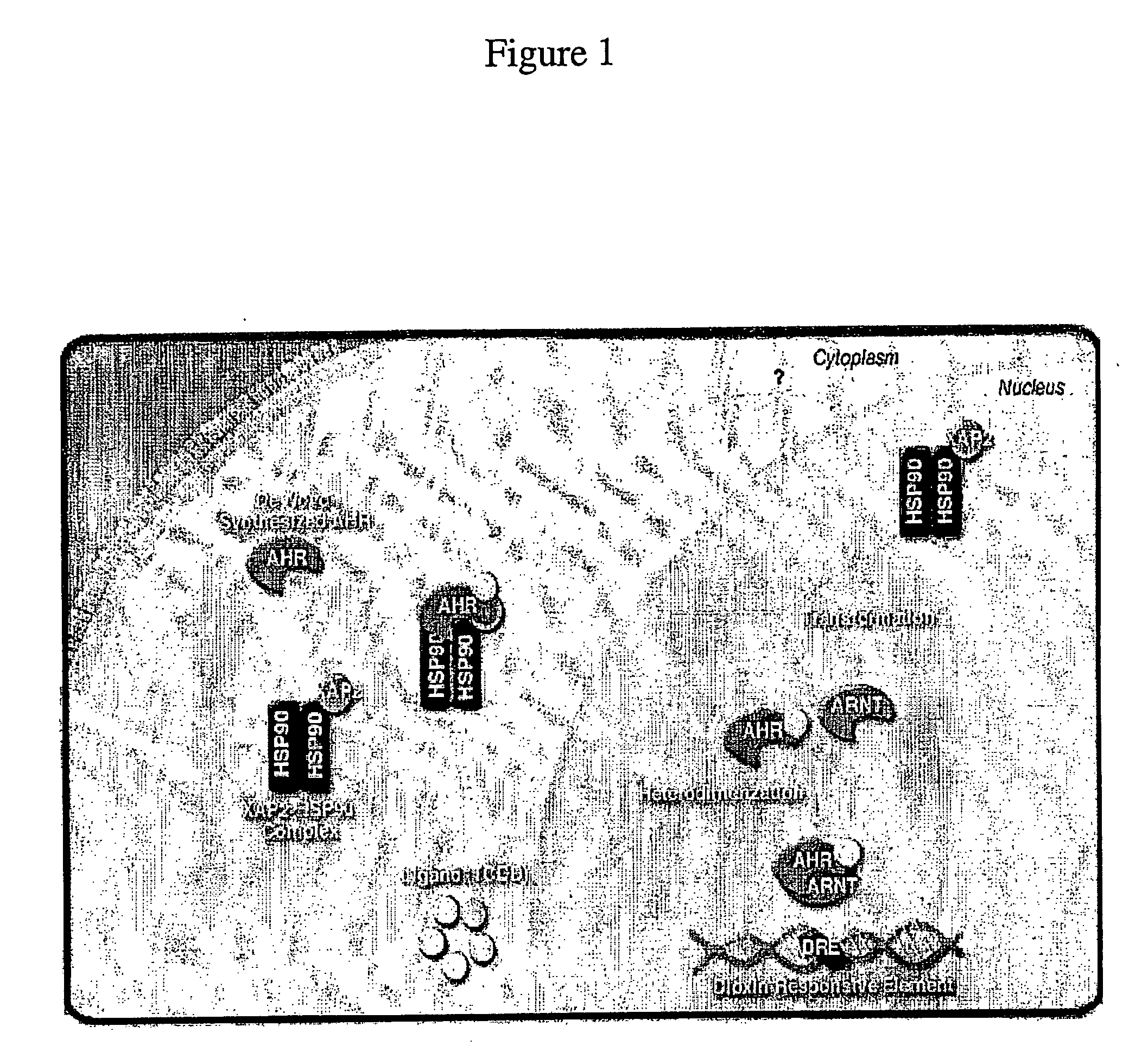 Methods for perfusion and plating of primary hepatocytes and a medium therefore