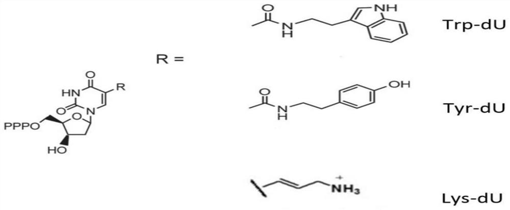 Chemically modified basic group-containing single-stranded DNA aptamer capable of specifically recognizing anthrax protective antigen PA83 and application thereof