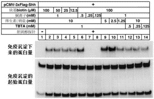 Cholesterol molecular probe as well as preparation method and application thereof