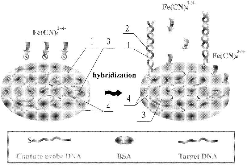 AC Impedance-Type DNA Electrochemical Sensor Based on Probe DNA Controlled Assembly Interface