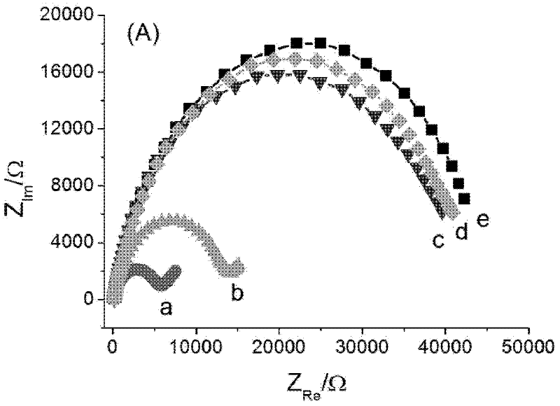 AC Impedance-Type DNA Electrochemical Sensor Based on Probe DNA Controlled Assembly Interface