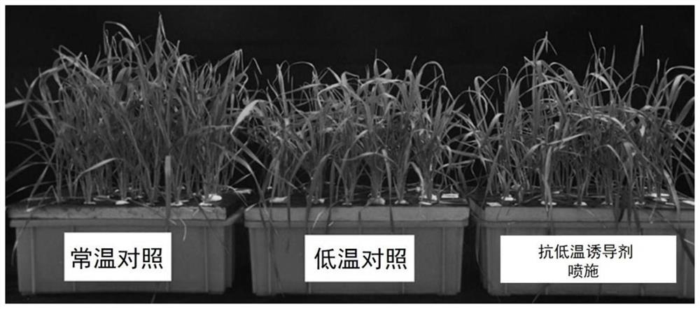 Wheat low-temperature-resistant inducer product and use method thereof