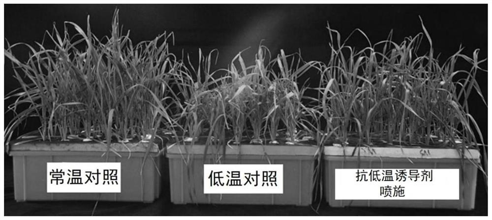 Wheat low-temperature-resistant inducer product and use method thereof