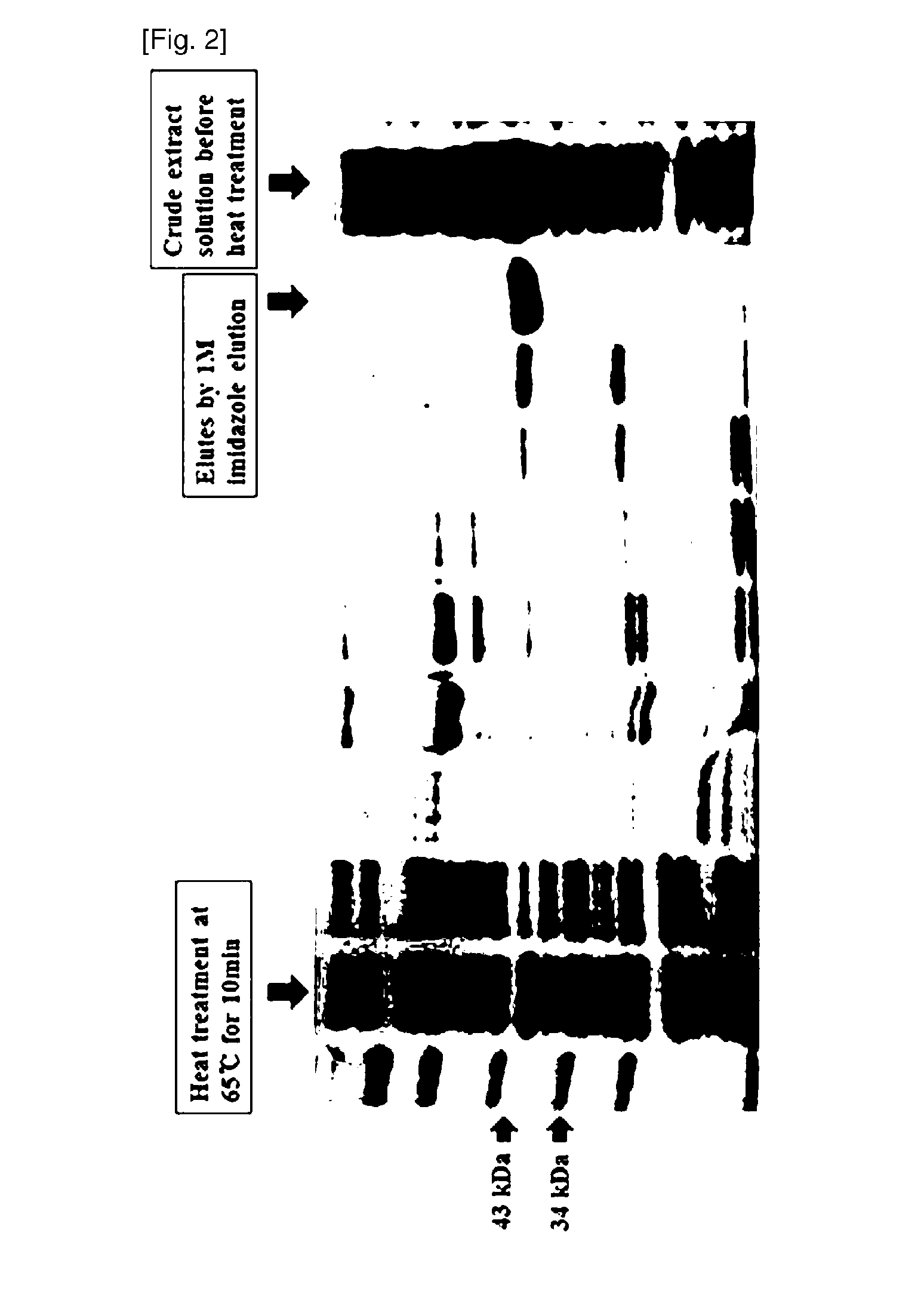 Composition for breaking down l-asparagine comprising l-asparaginase, and production method for l-asparaginase