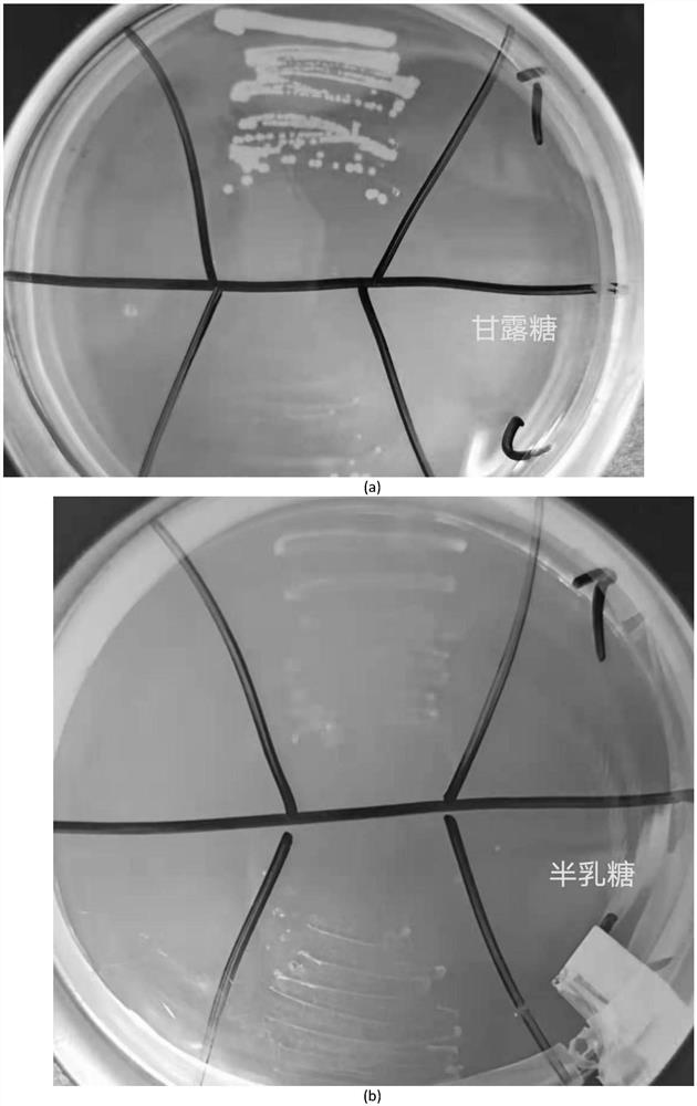 Mannose-1-phosphate guanylyl transferase, coding gene and application