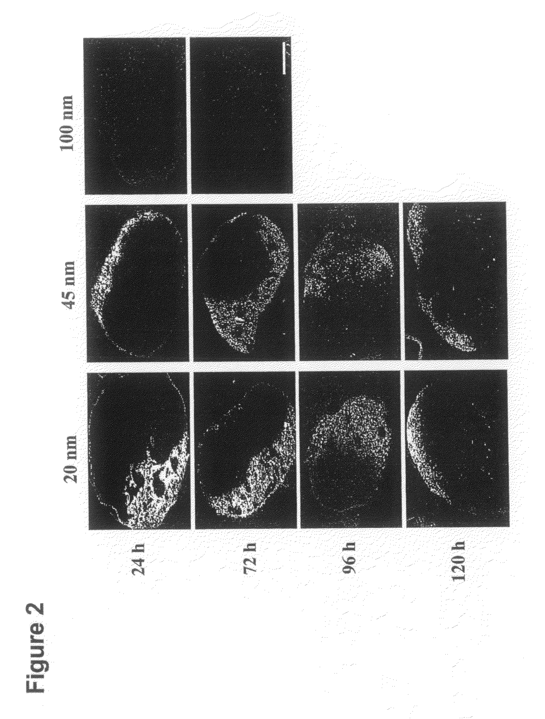 Nanoparticles for immunotherapy