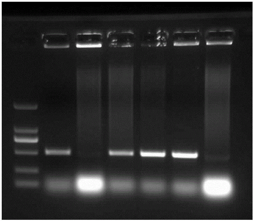 Method for quickly obtaining transgenic peanuts through peanut cotylcdon and application of method