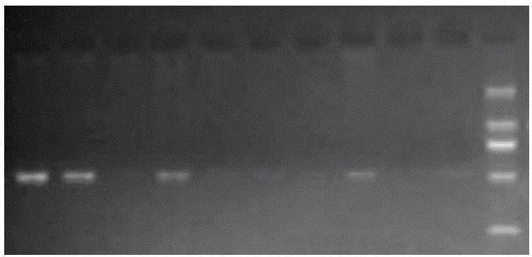 Method for quickly obtaining transgenic peanuts through peanut cotylcdon and application of method