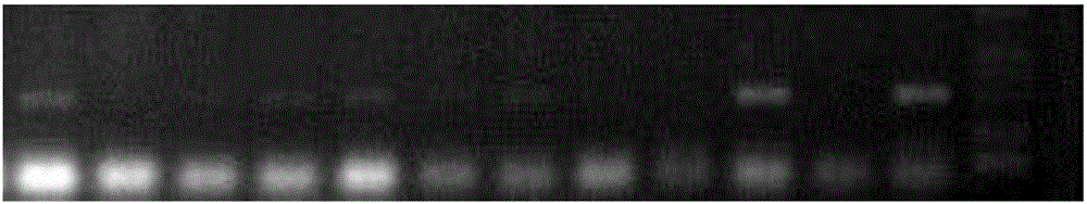 Method for quickly obtaining transgenic peanuts through peanut cotylcdon and application of method