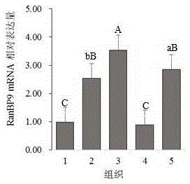 Gene cloning of goat RanBP9 and positioning detection method of goat RanBP9 in sperm