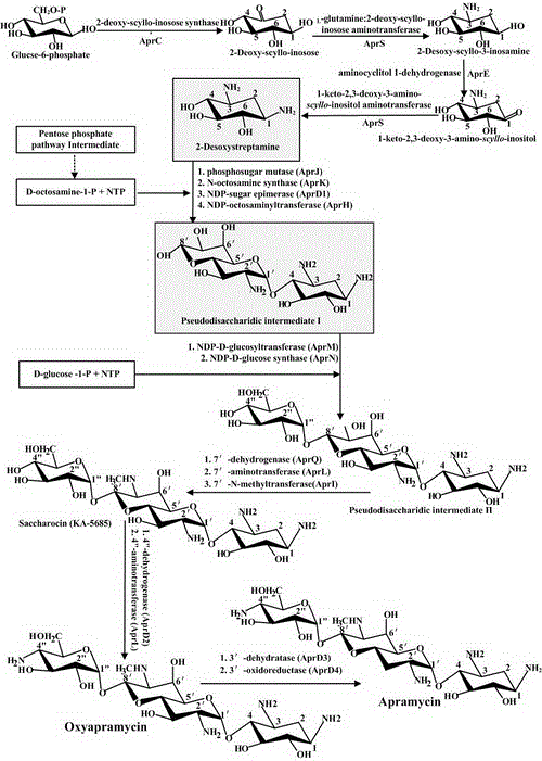 Engineering bacteria producing kanamycin b and its construction and application