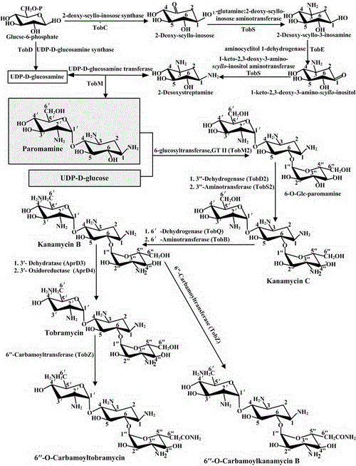 Engineering bacteria producing kanamycin b and its construction and application