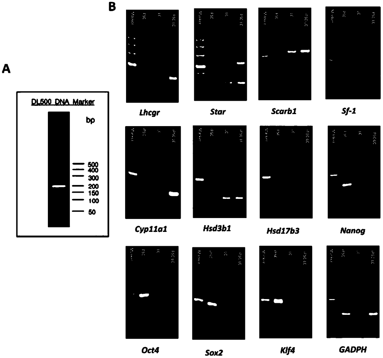 Method for differentiating inducible pluripotent stem cells into testicular interstitial cells by small molecule induction