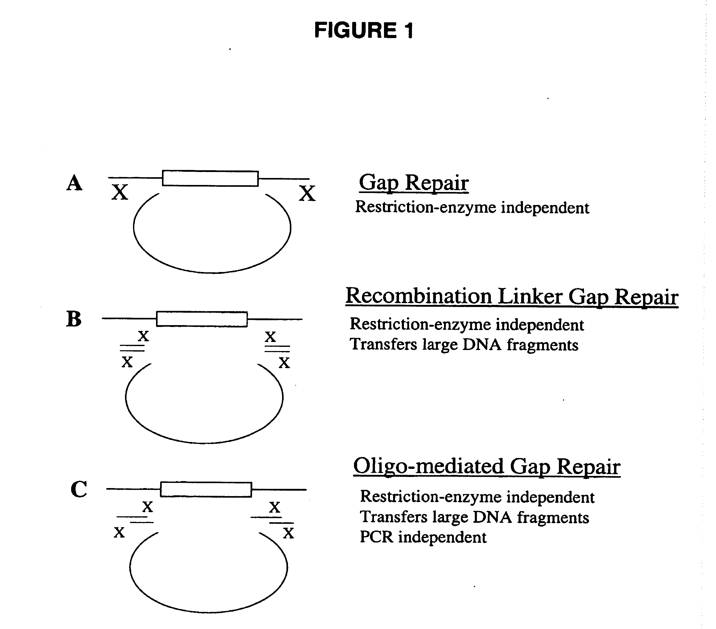 Gene manipulation method using homologous recombination