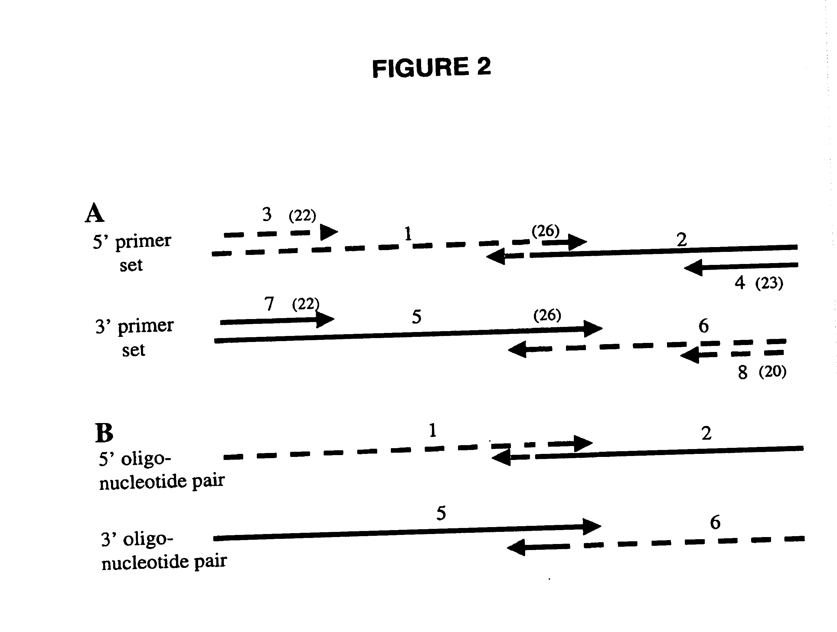 Gene manipulation method using homologous recombination