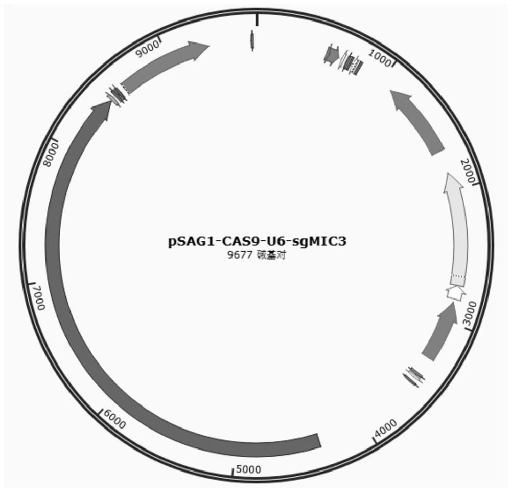 Recombinant coccidiosis vector with MIC3 gene knocked out and detection method of recombinant coccidiosis vector