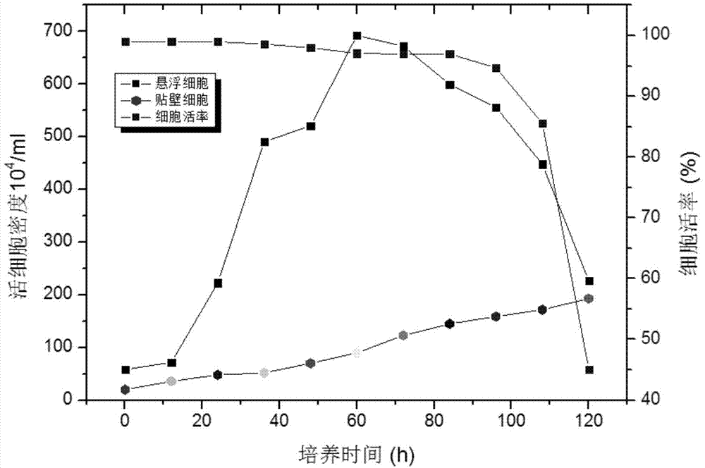 Method for preparing serum-free cultured suspension mammal cell line, prepared cell line thereof and application thereof