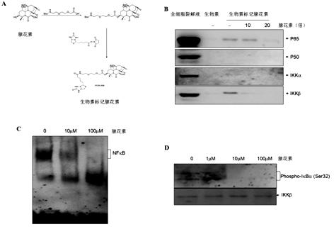 Application of adenanthin in pharmacy