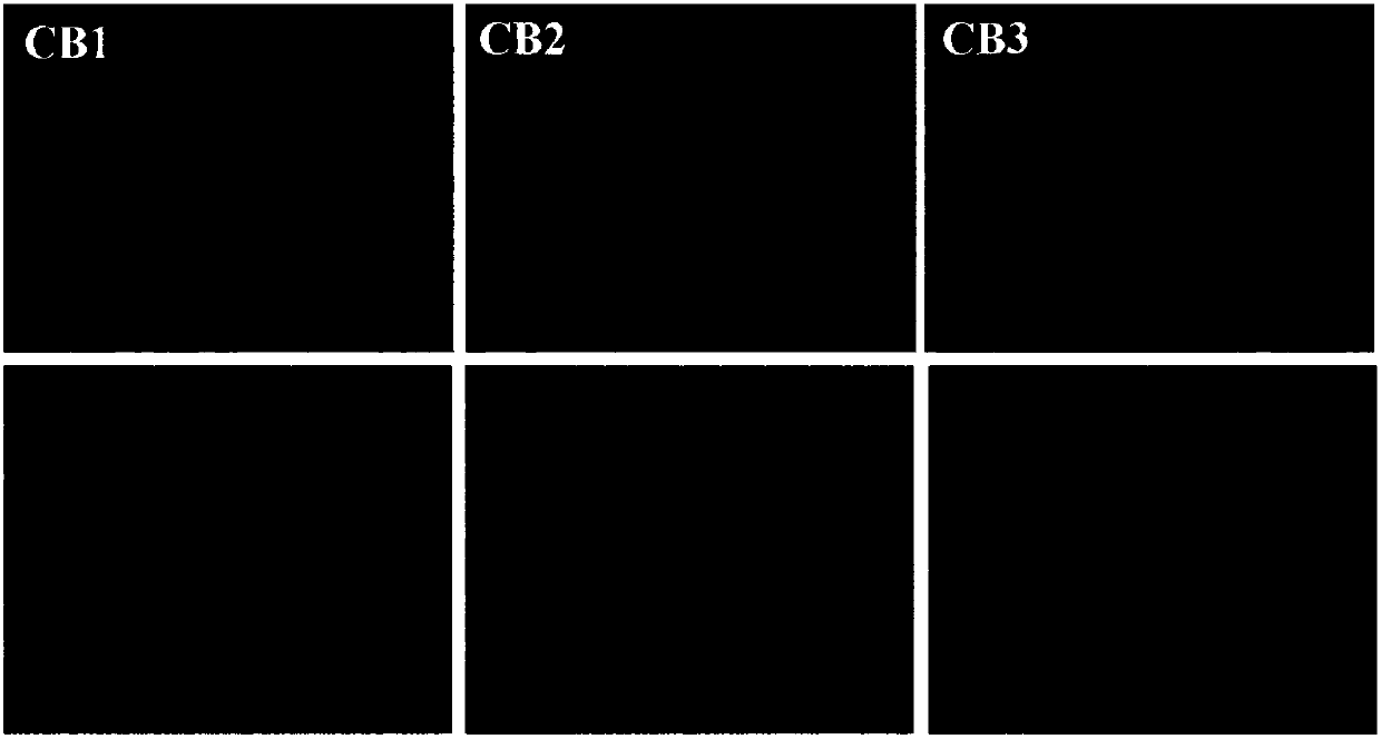 Anti-wear and alkali-resistant ferrocene-zinc composite electroplating solution and application thereof