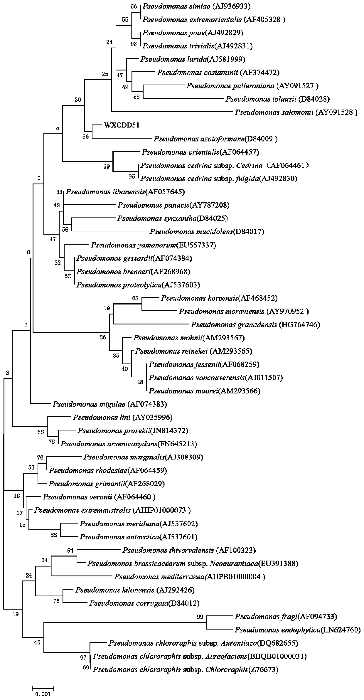 A broad-spectrum disease-resistant, growth-promoting, stress-resistant Pseudomonas azotogenes and its application