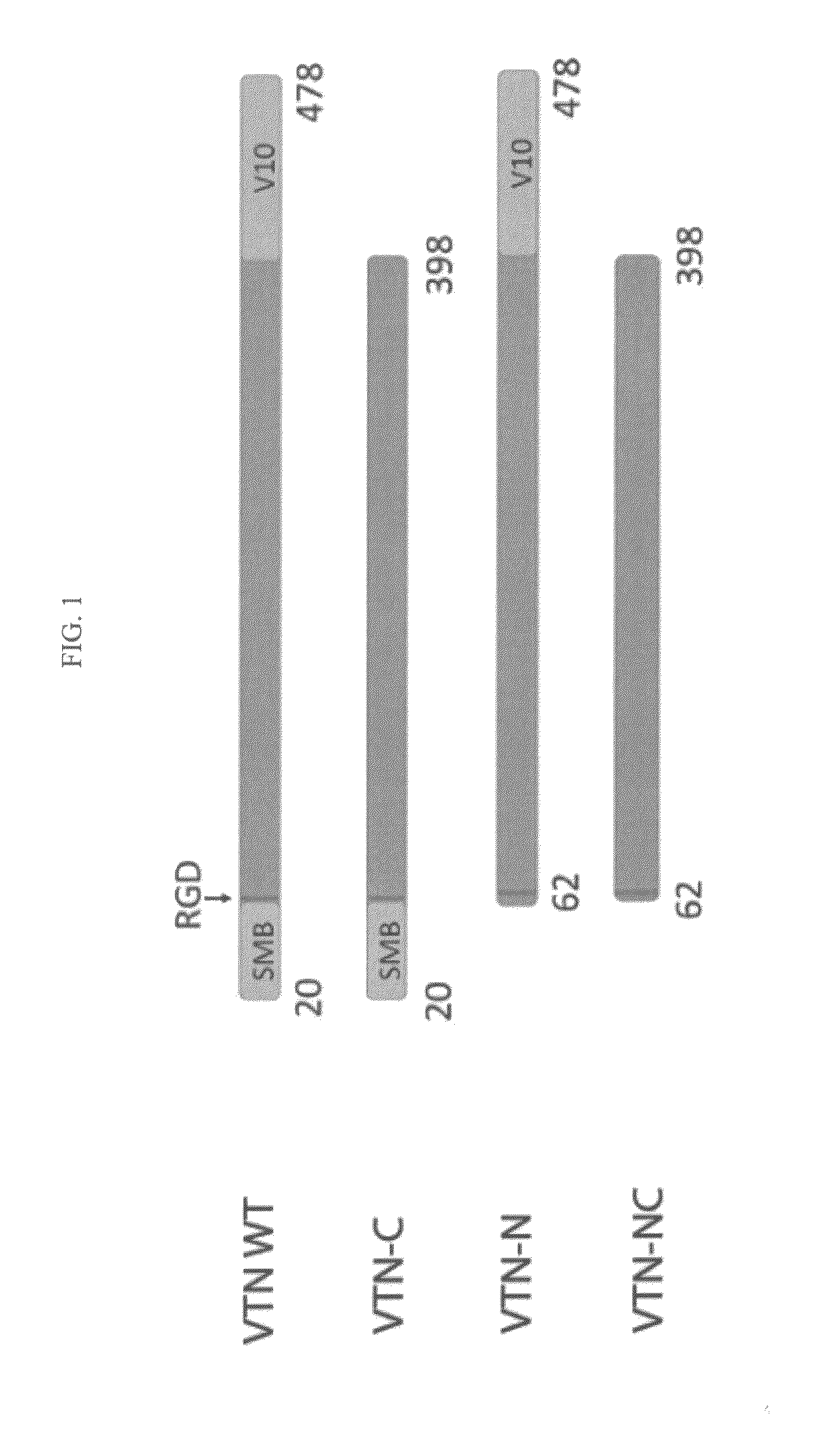 Vitronectin-derived cell culture substrate and uses thereof