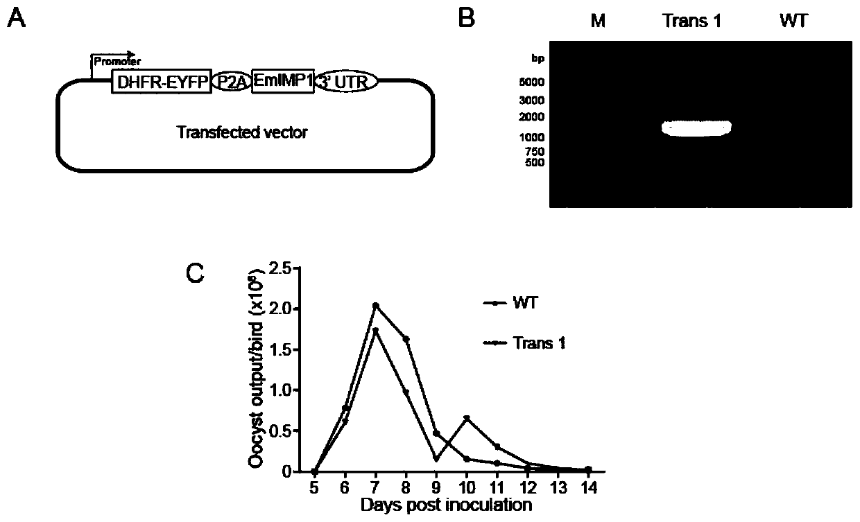 Coccidiosis vaccine component and vaccine with cross immunity protection