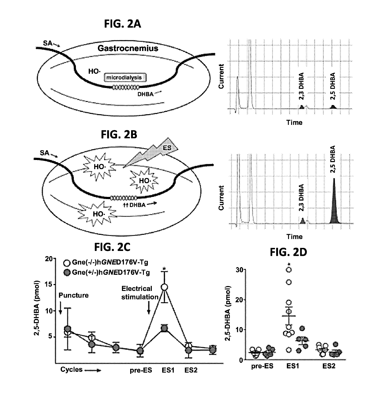 Sialylation-increasing therapies for diseases associated with oxidative stress