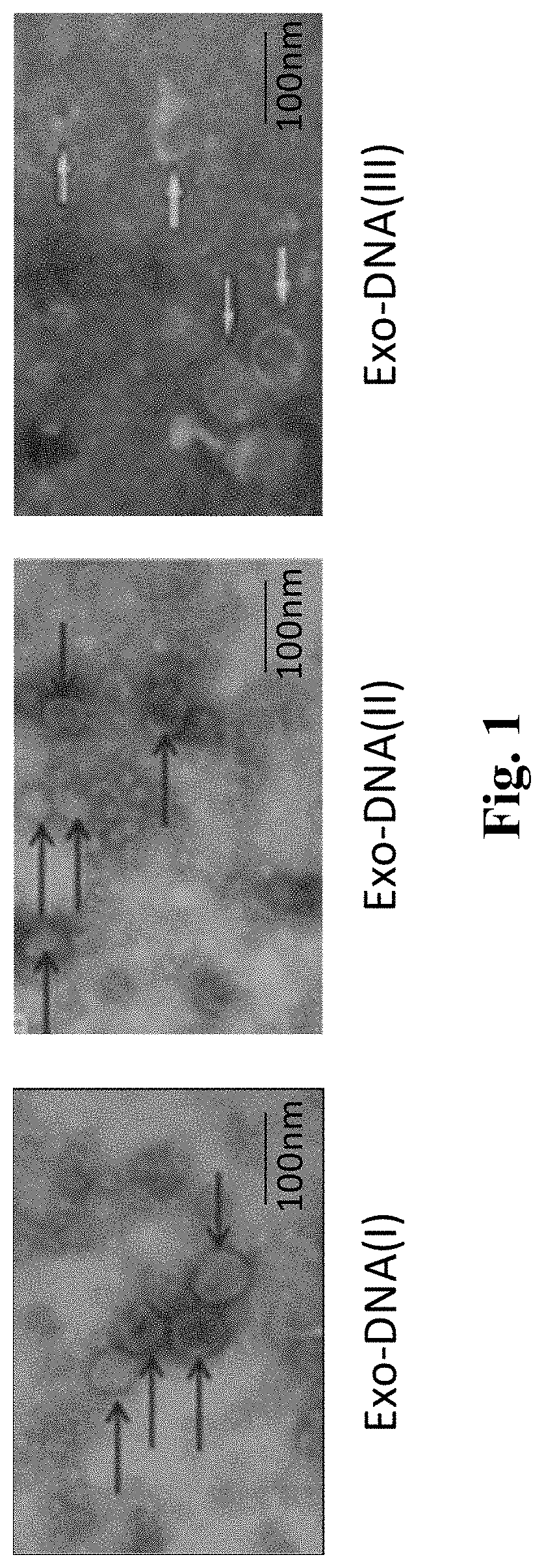 Biomarker for Early Diagnosis and Preoperative Assessment of Pheochromocytoma/Paraganglioma, and Application thereof