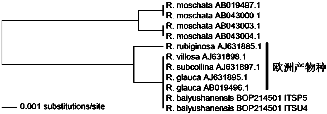 Fragment assembly and specific primer for identifying rosaceous plant species and application of fragment assembly