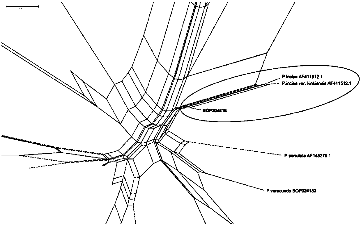 Fragment assembly and specific primer for identifying rosaceous plant species and application of fragment assembly