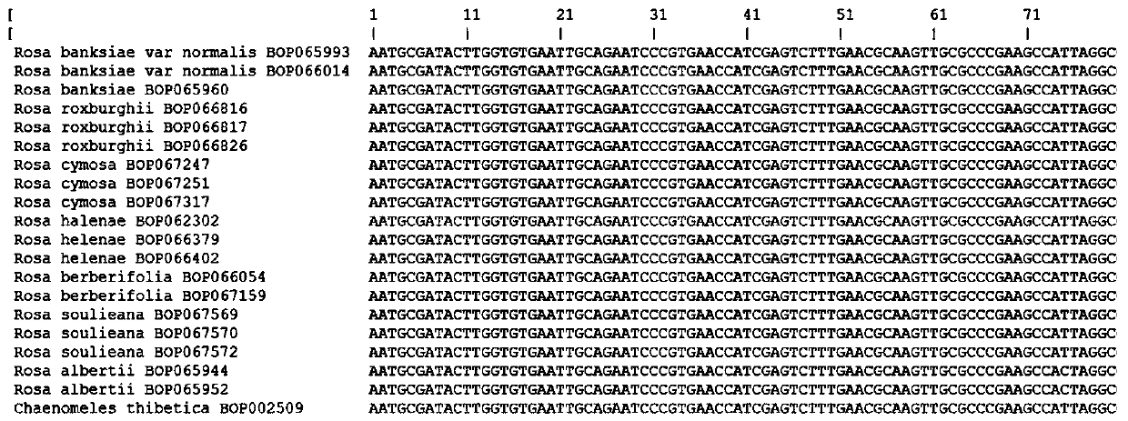 Fragment assembly and specific primer for identifying rosaceous plant species and application of fragment assembly