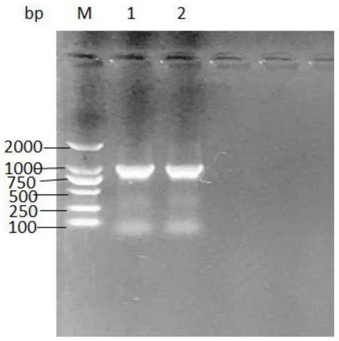 A kind of single-chain antibody against porcine epidemic diarrhea virus and its application