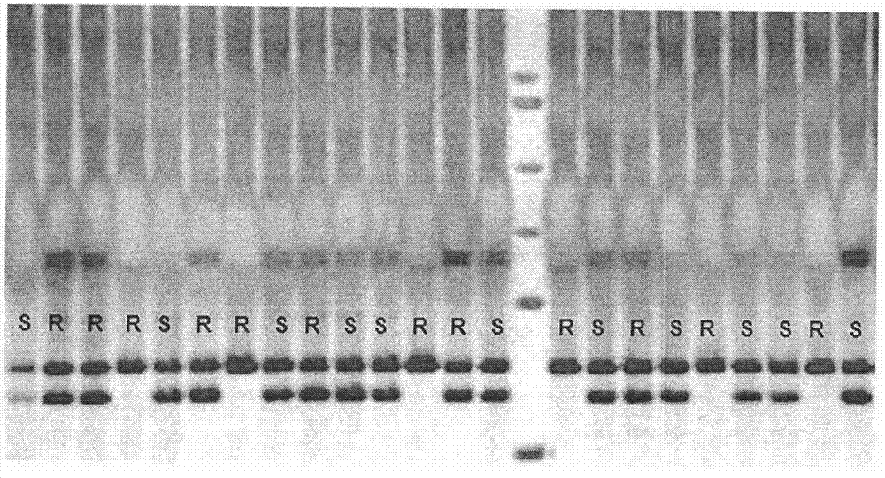 Molecular breeding method for new rice variety carrying gene Pi65(t) with resistance to rice blast