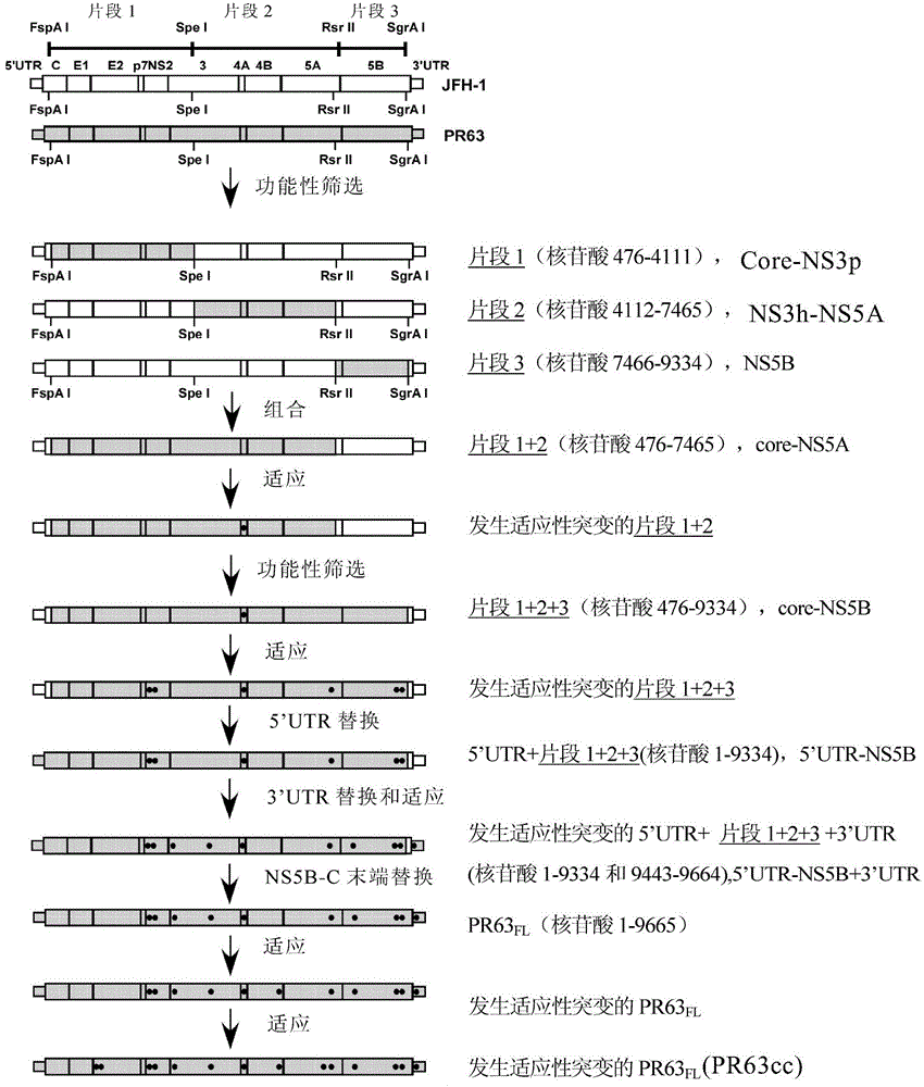 Method for constructing gene 2a type hepatitis c virus clinical isolates cell culture model