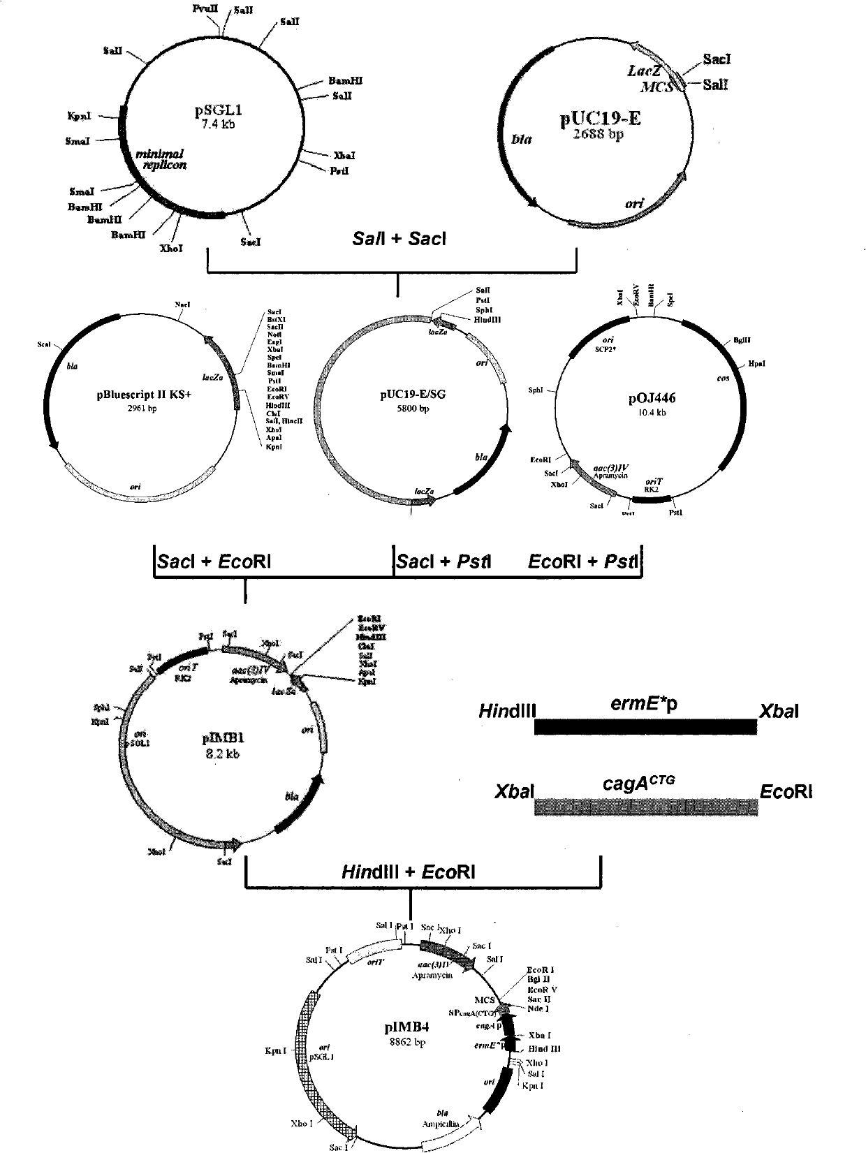 New streptomyces secretion expression plasmid and application thereof