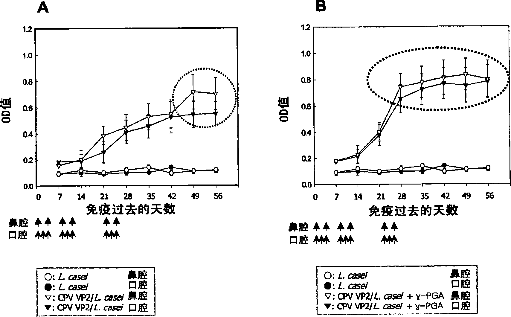 Composition for adjuvant containing poly-gamma-glutamic acid