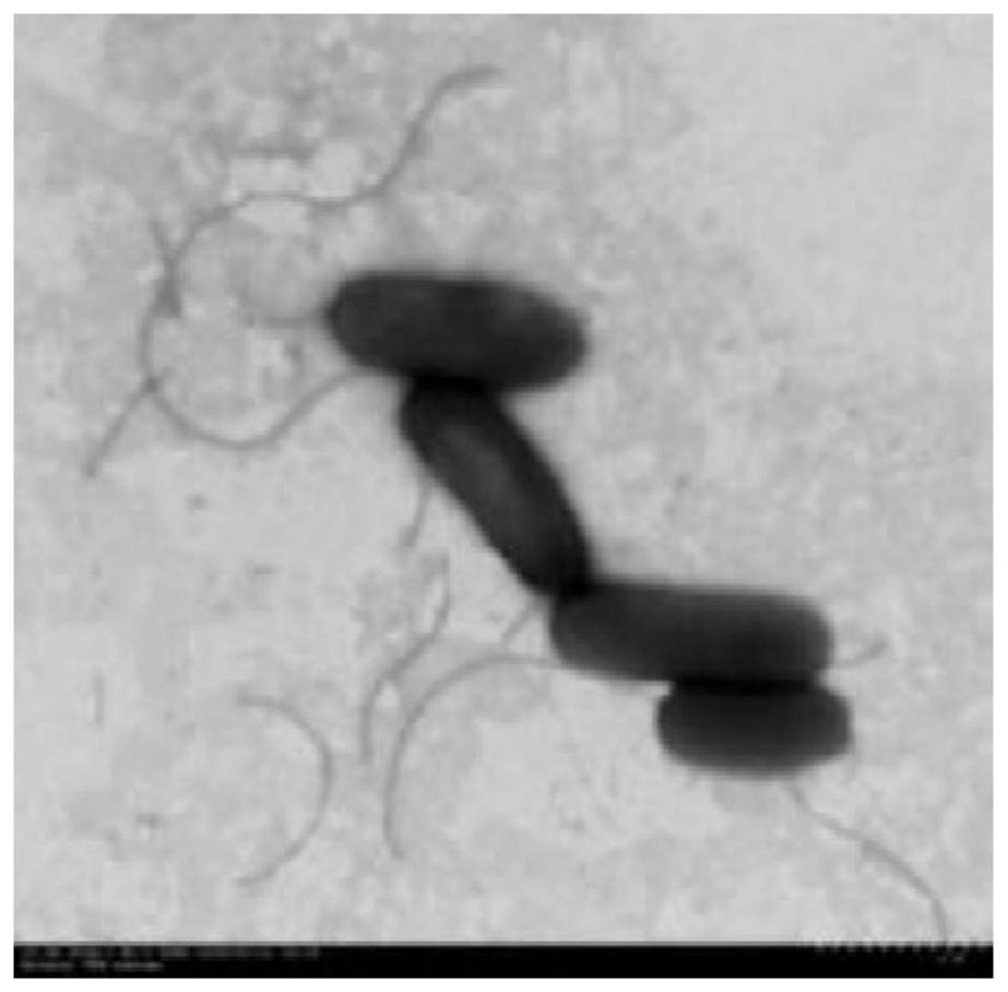 A method for treating ammonia nitrogen wastewater by using heterotrophic nitrification-aerobic denitrification Pseudomonas strains