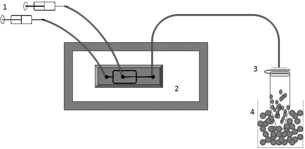 High-throughput screening system and method of fast growing microalgae strains