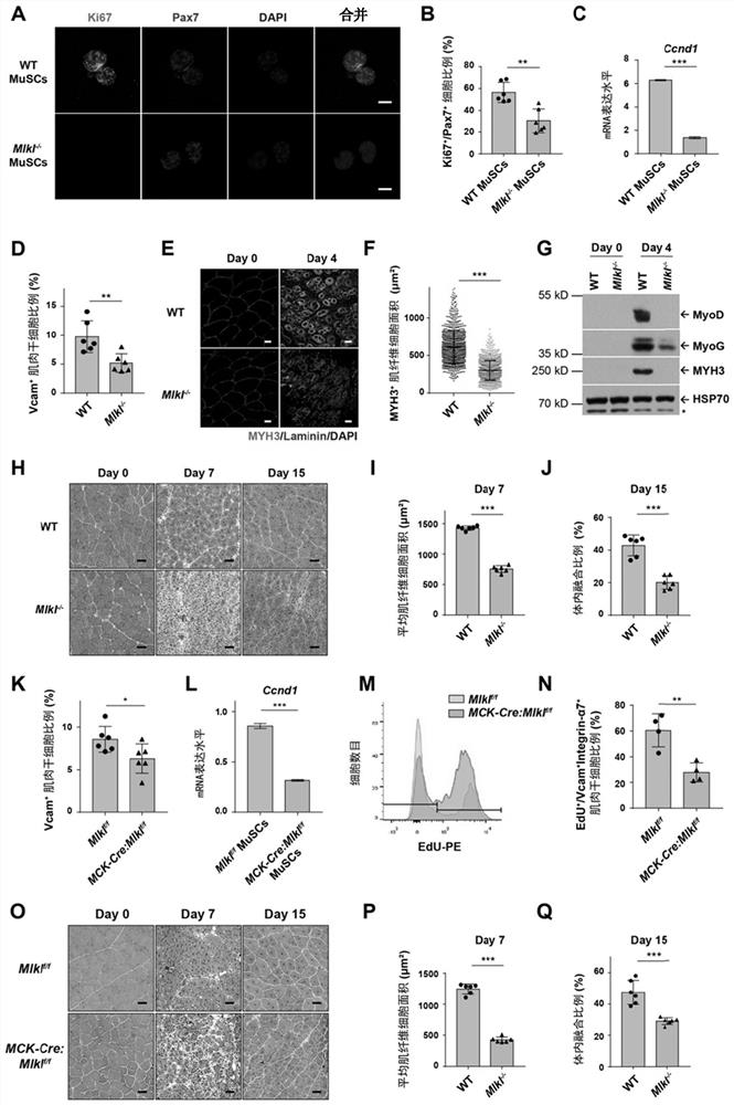 Method for inducing muscle stem cell expansion