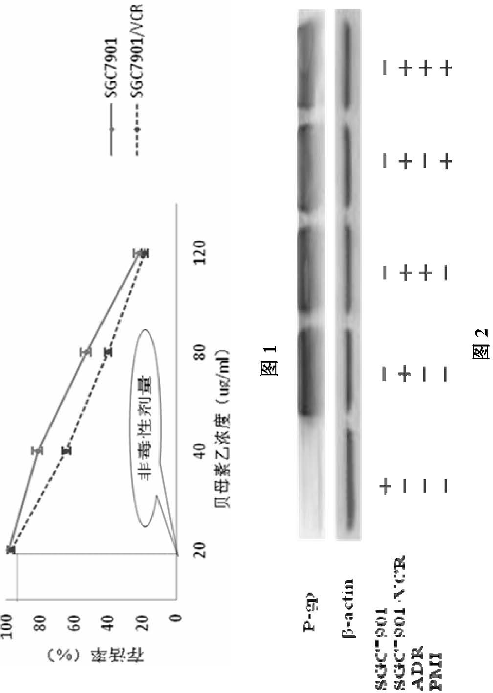 New application of peiminine in manufacturing gastric cancer multidrug resistance reversing medicaments