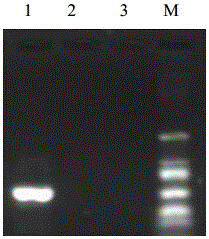 Nasba primers, kits and methods for detecting apple rust viroids