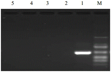 Nasba primers, kits and methods for detecting apple rust viroids