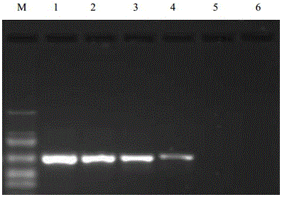 Nasba primers, kits and methods for detecting apple rust viroids