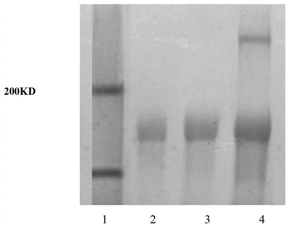 CD3 resistance/CD133 resistance bi-specific antibody and CIK (cytokine-induced killer) cells loaded by CD3 resistance/CD133 resistance bi-specific antibody