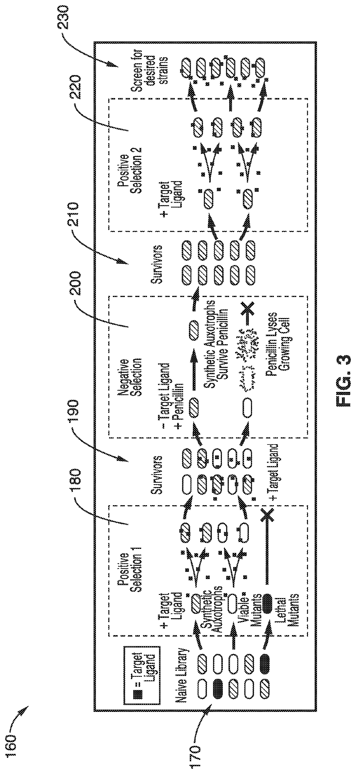 Synthetic auxotrophs with ligand dependent essential genes for biosafety